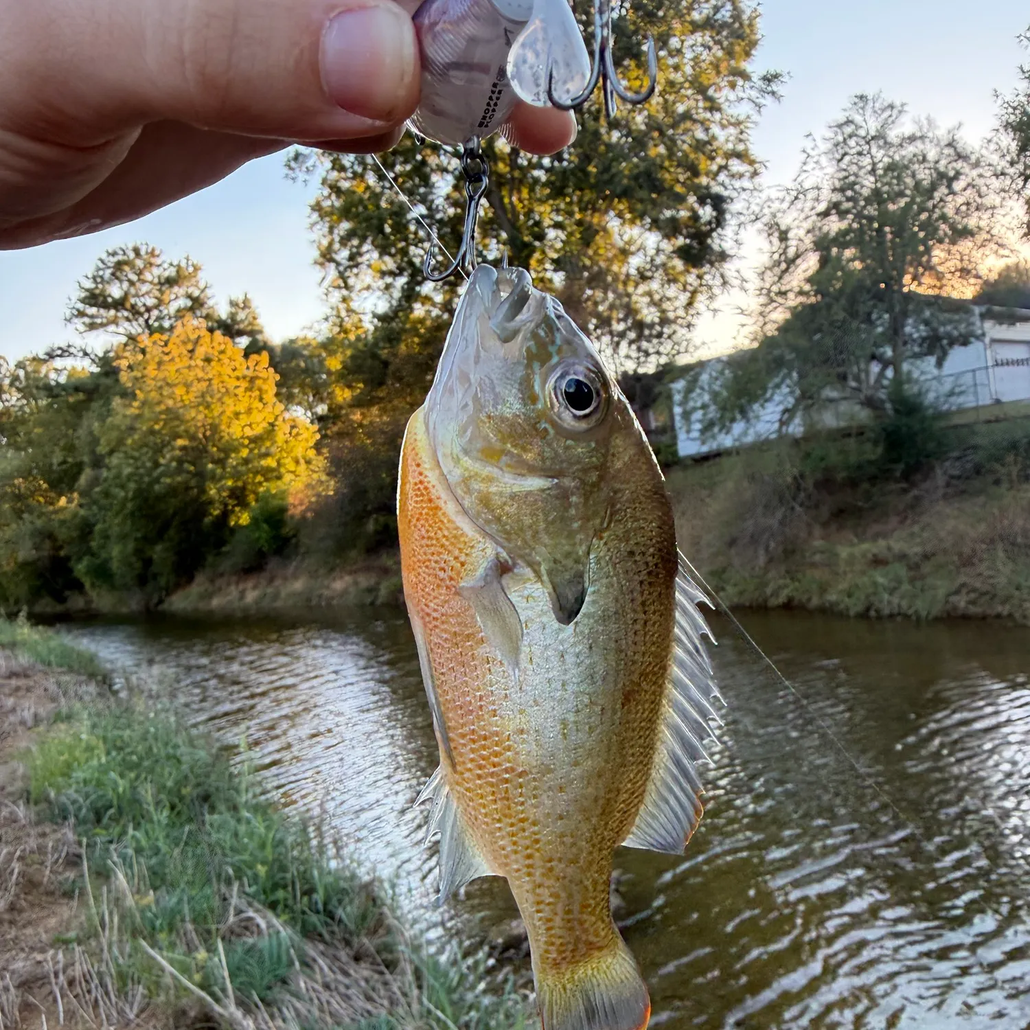 Redbreast sunfish caught on Fishbrain