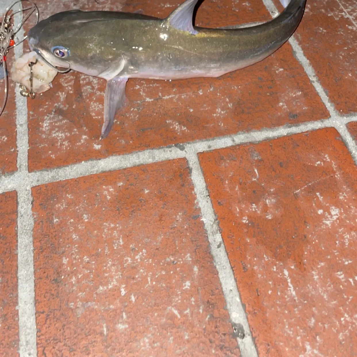 Hardhead sea catfish caught on Fishbrain
