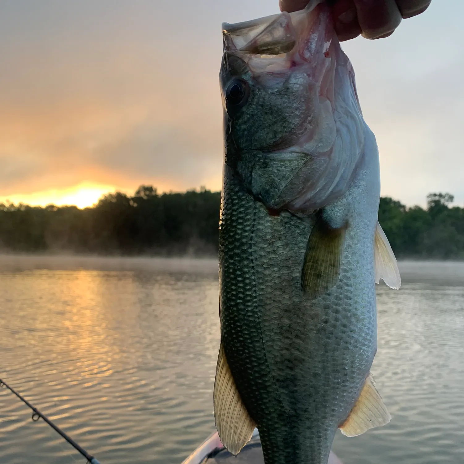 Largemouth bass caught on Fishbrain