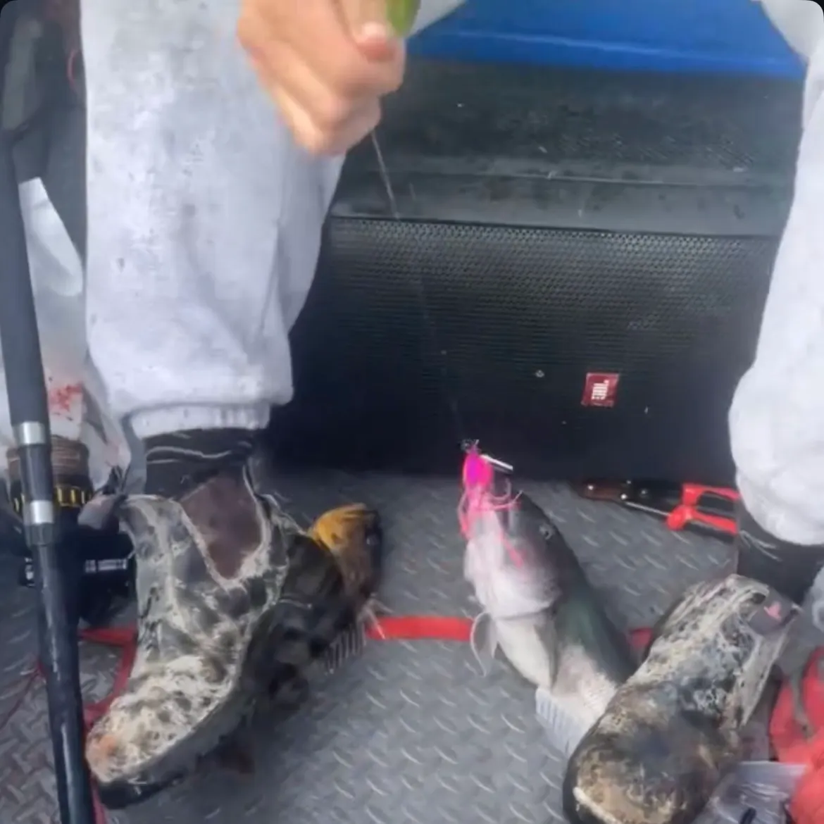 The most recent Blue cod catches on Fishbrain