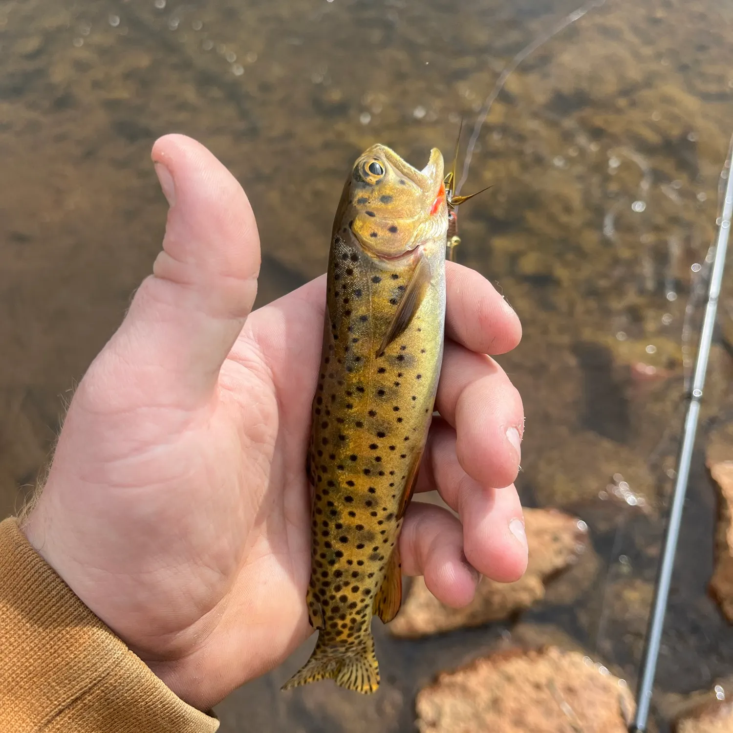 Cutthroat trout caught on Fishbrain