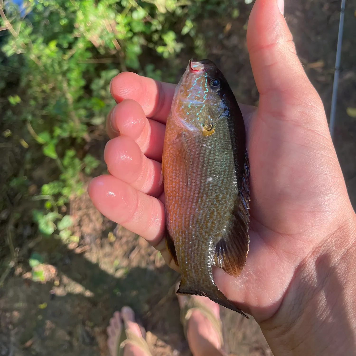 Green sunfish caught on Fishbrain