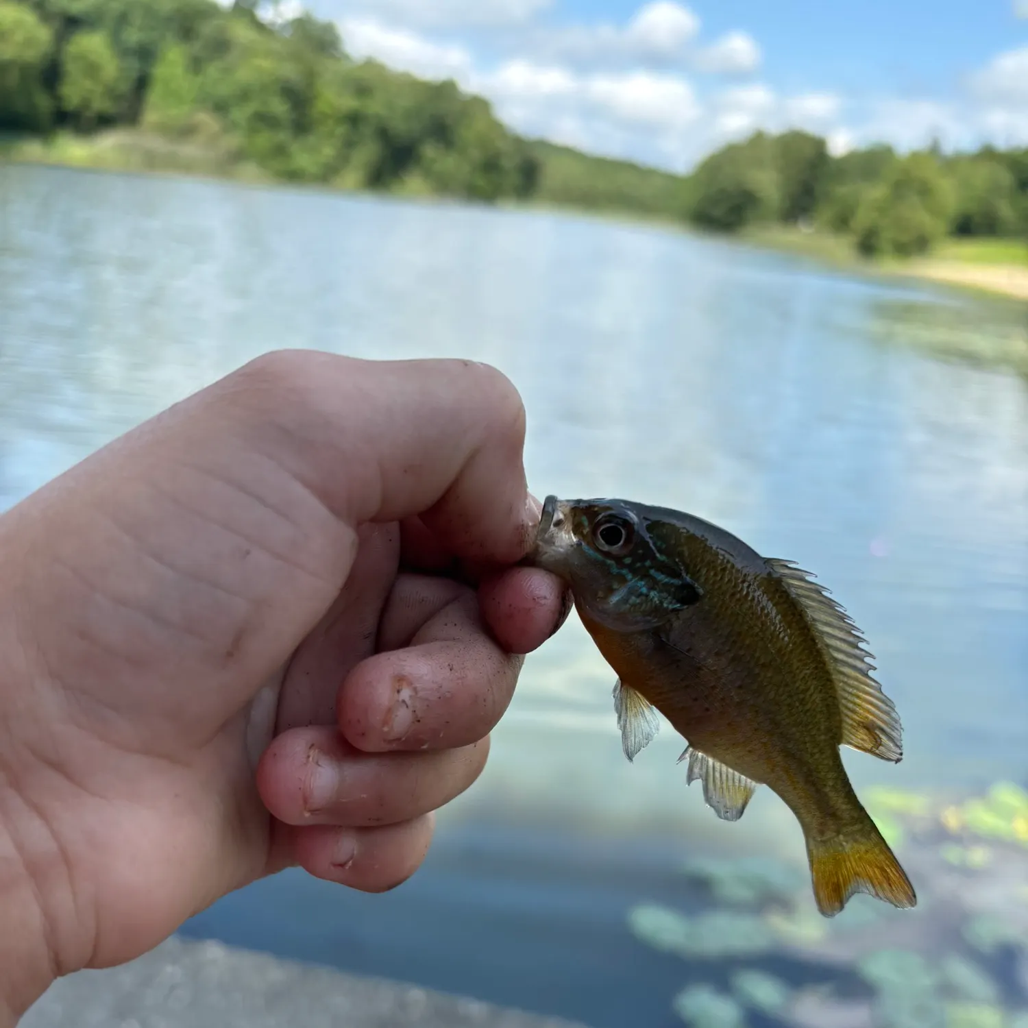 Bluegill caught on Fishbrain