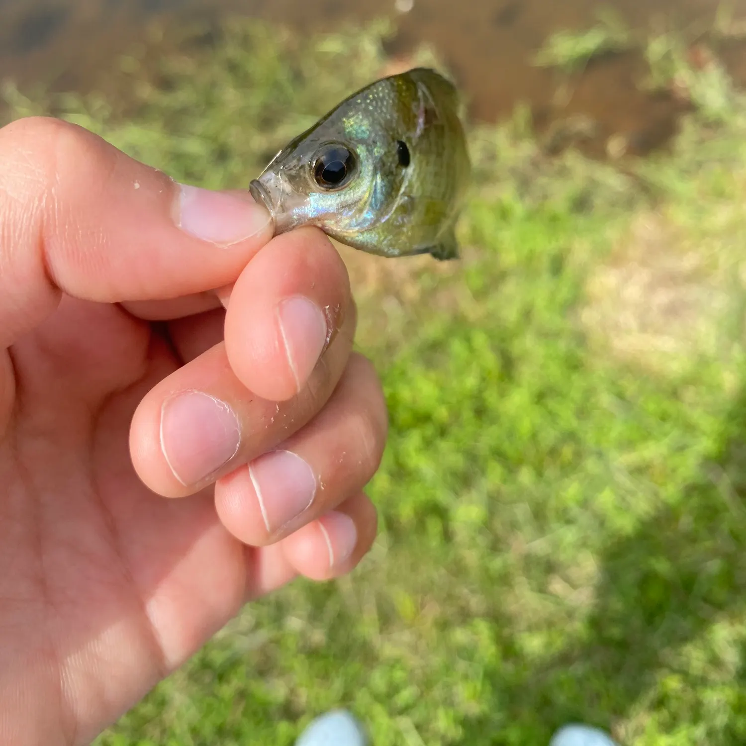 Bluegill caught on Fishbrain