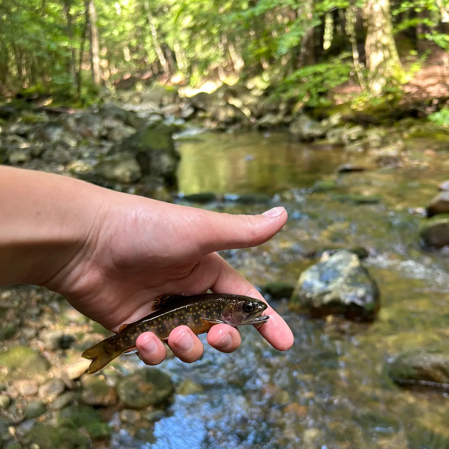 Brook trout caught on Fishbrain