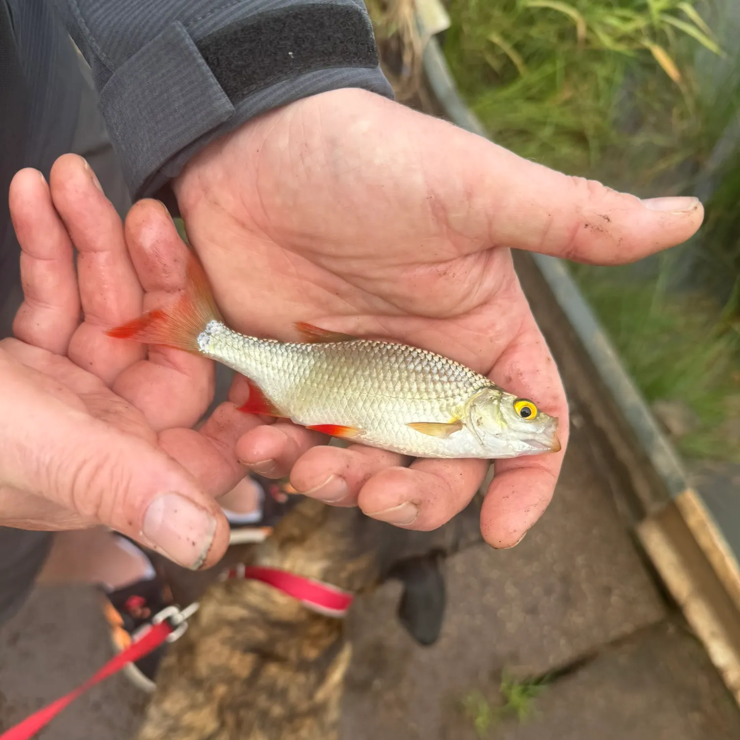 Common rudd caught on Fishbrain
