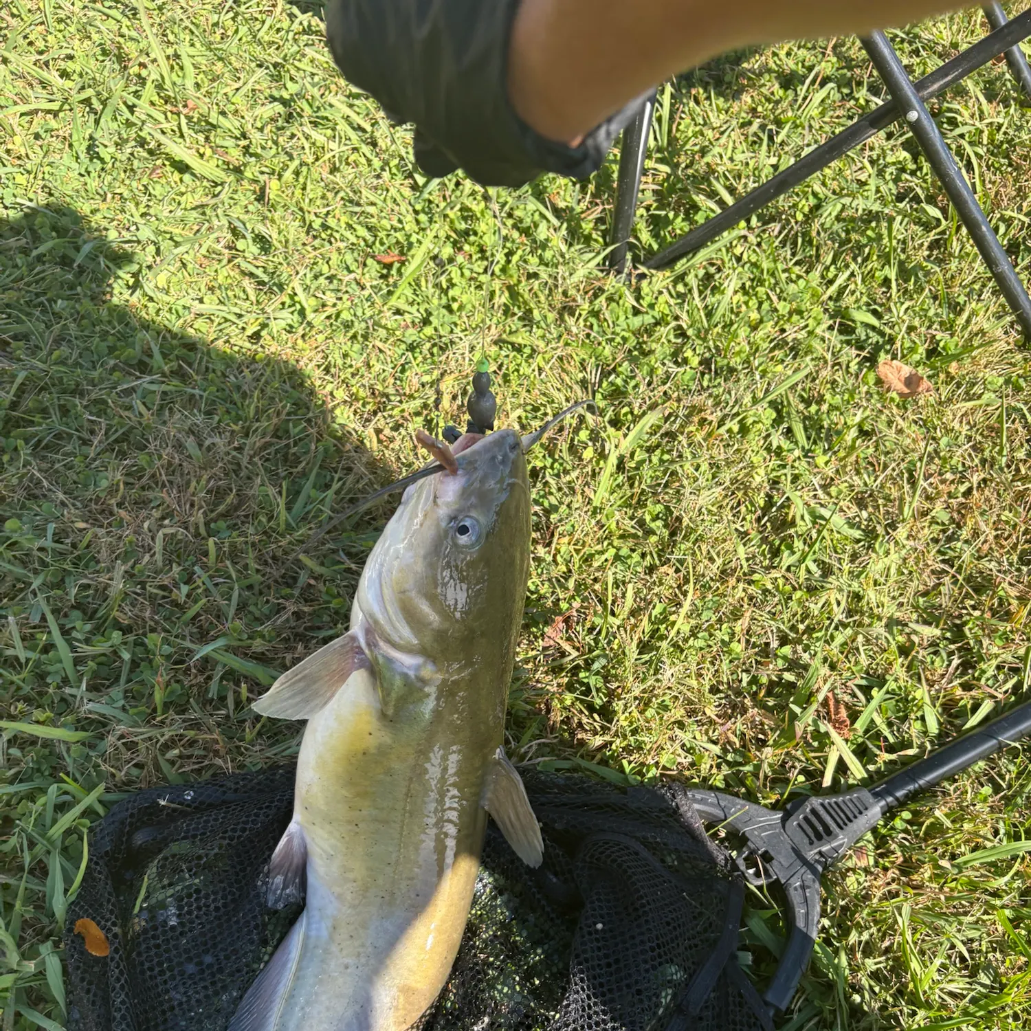 Channel catfish caught on Fishbrain