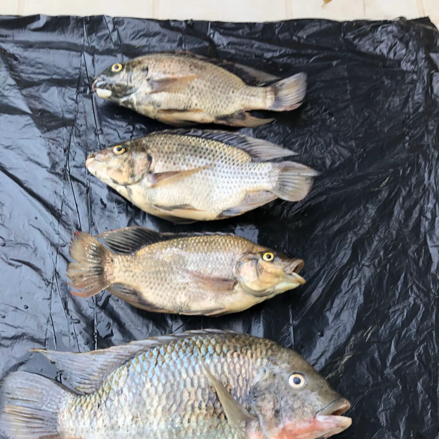 recently logged catches