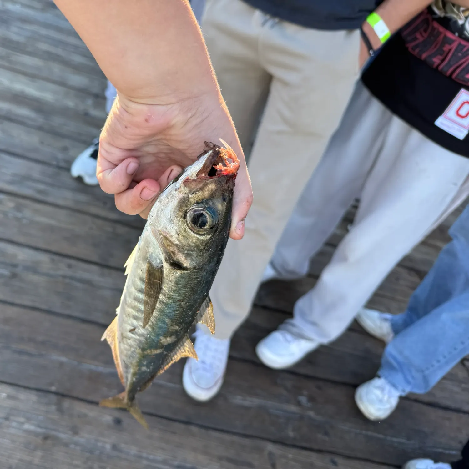 The most recent Pacific jack mackerel catches on Fishbrain