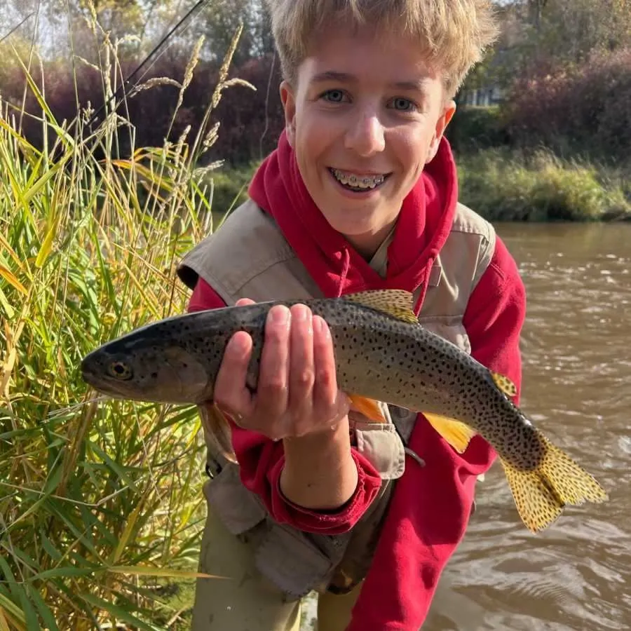 Cutthroat trout caught on Fishbrain