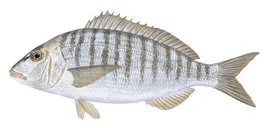 Striped seabream