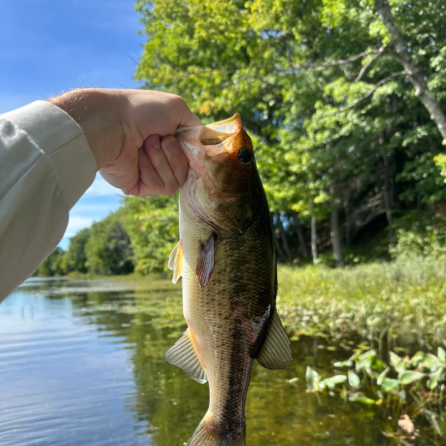 Largemouth bass caught on Fishbrain