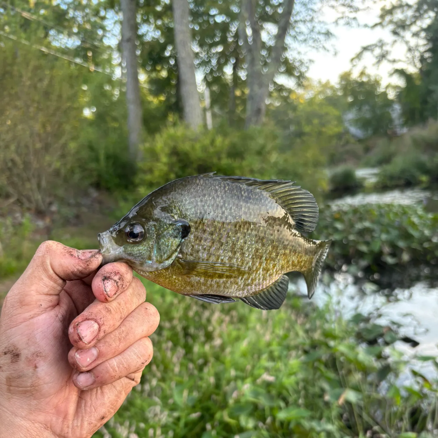 Bluegill caught on Fishbrain