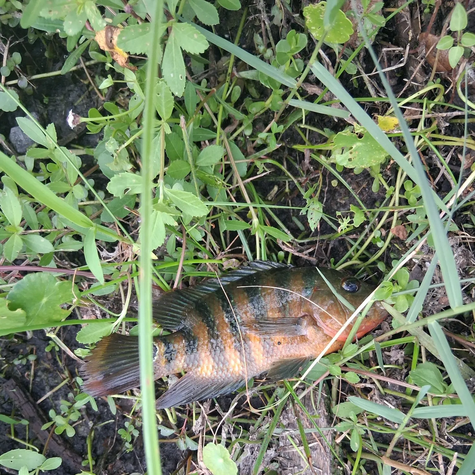 Mayan cichlid caught on Fishbrain