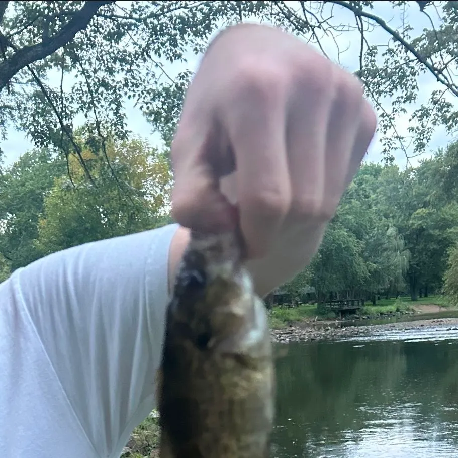 Rock bass caught on Fishbrain