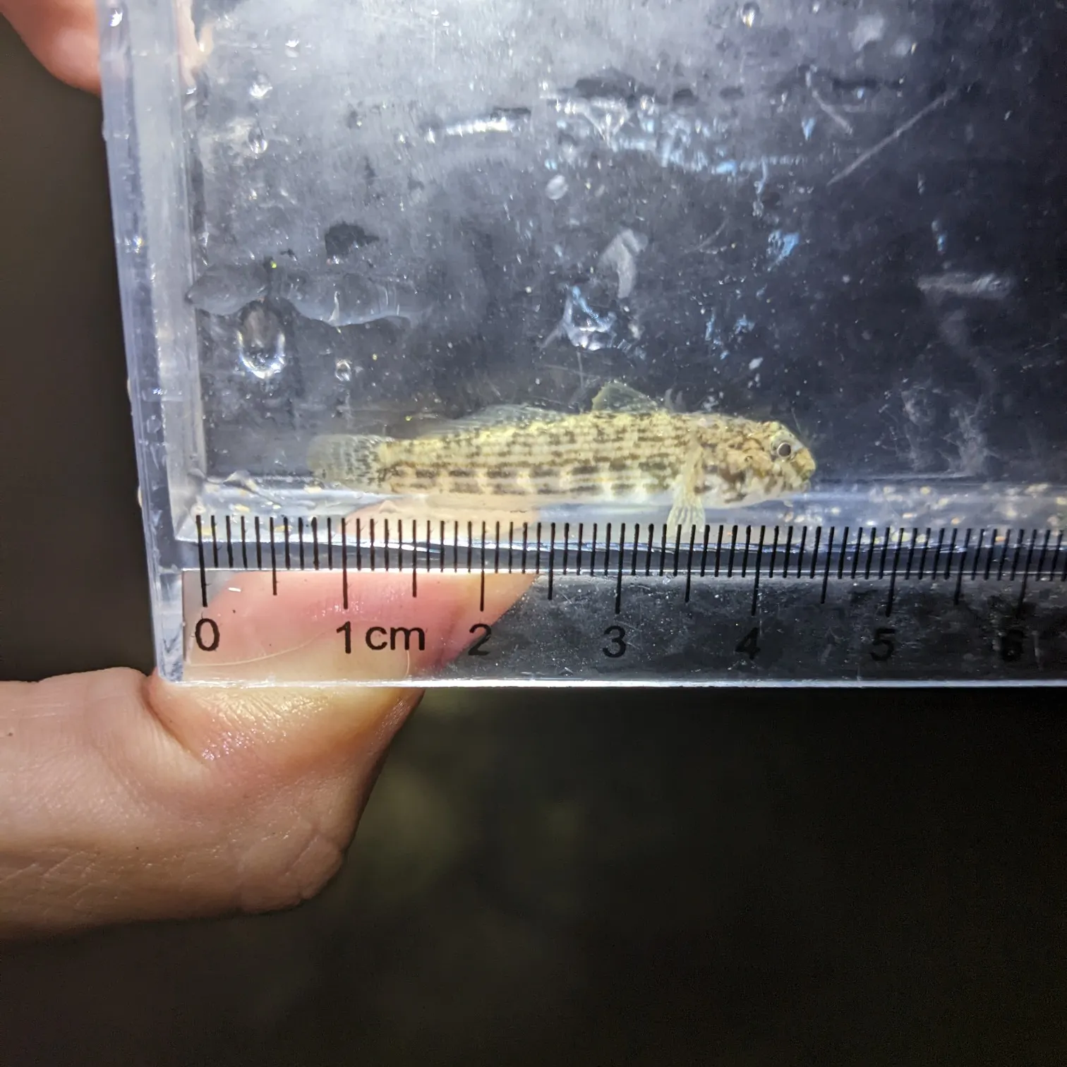 The most recent Twin-spotted frillfin goby catches on Fishbrain