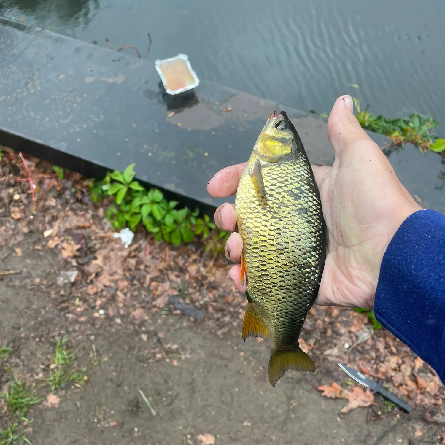 The most recent Golden shiner catches on Fishbrain