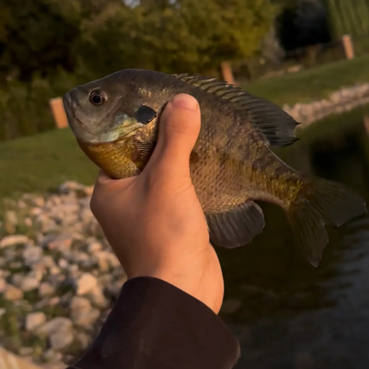 Bluegill caught on Fishbrain