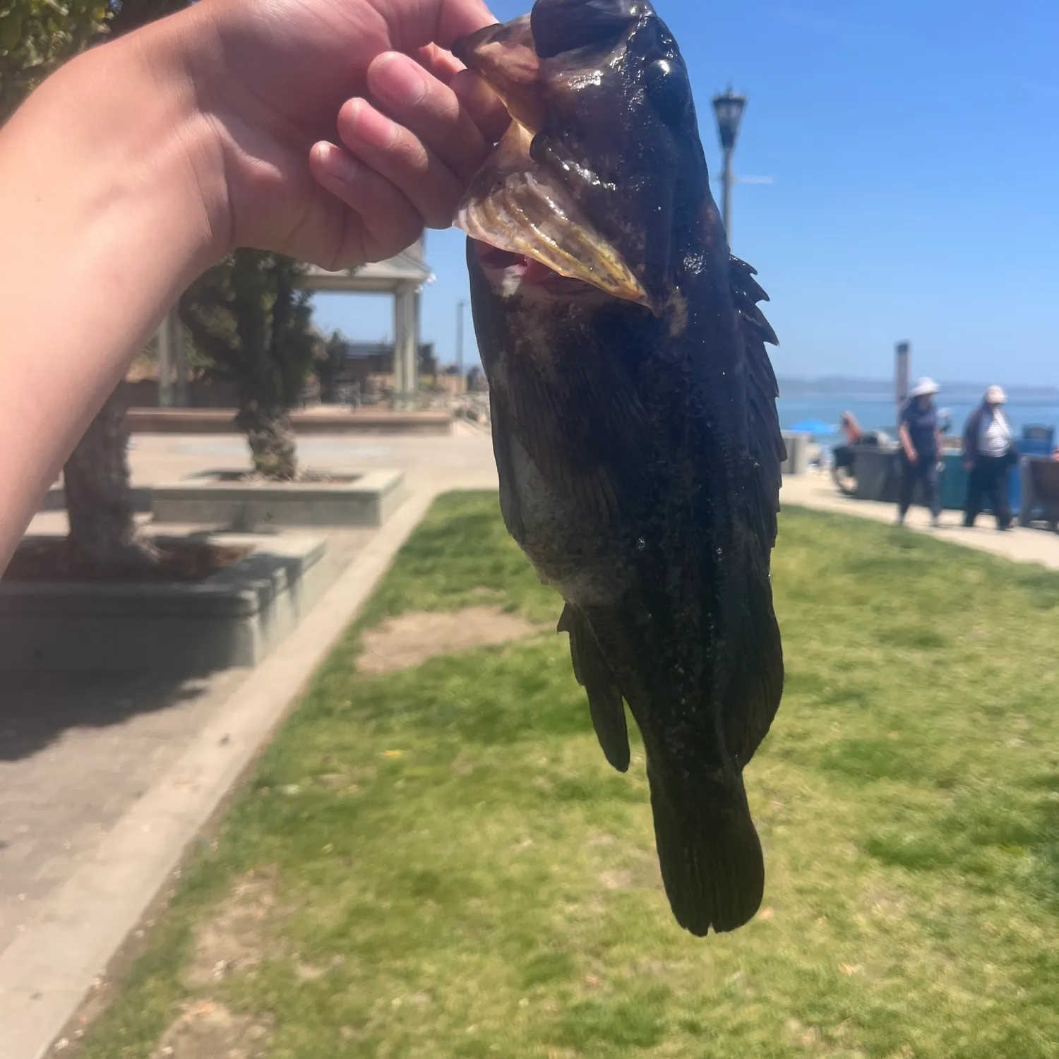 The most recent Kelp rockfish catches on Fishbrain