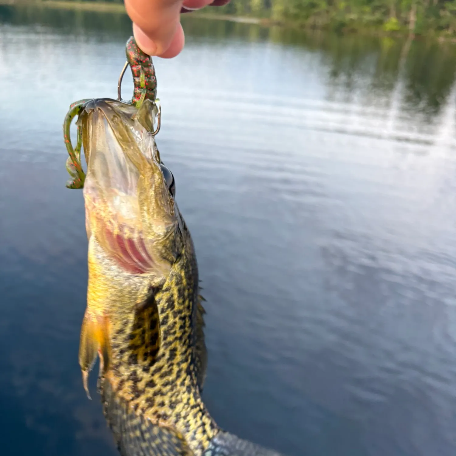 Black crappie caught on Fishbrain