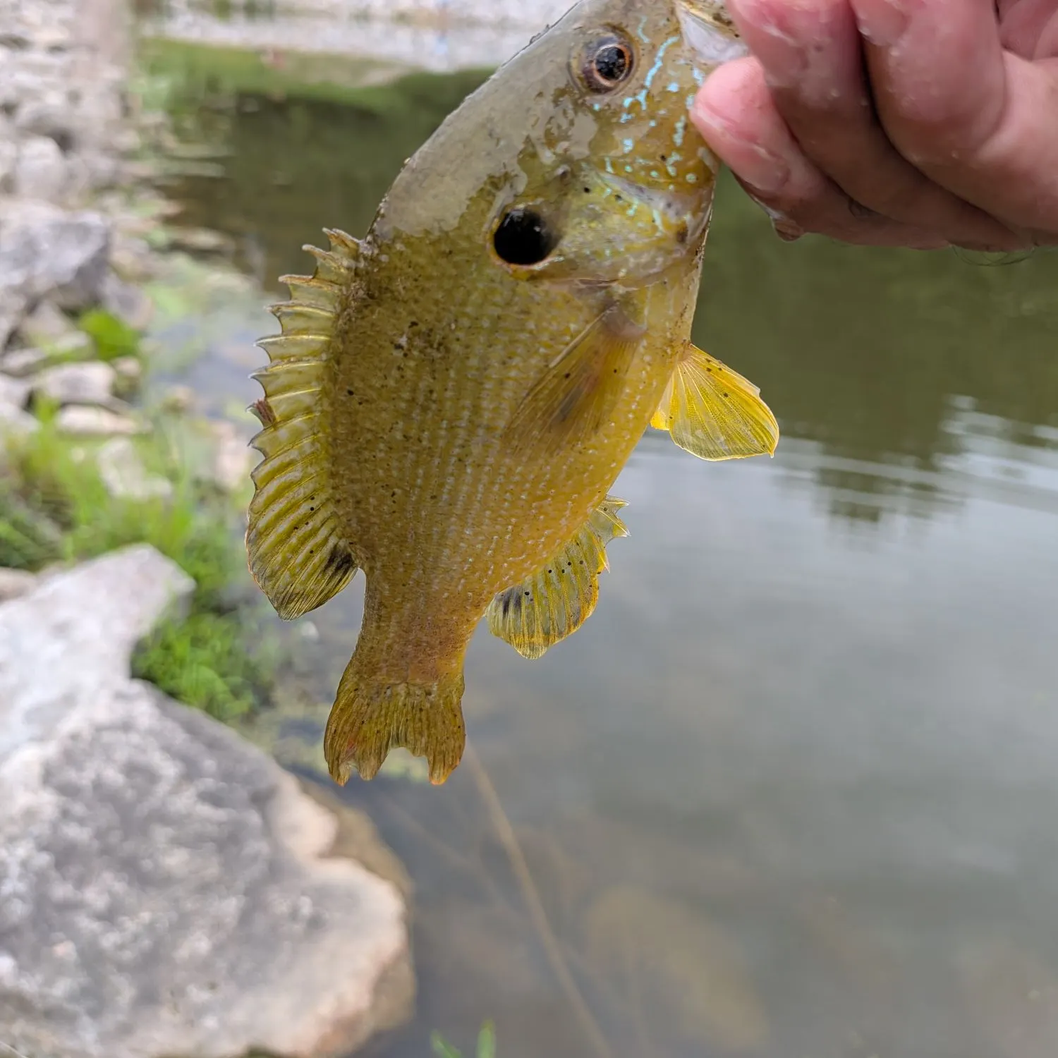 Green sunfish caught on Fishbrain