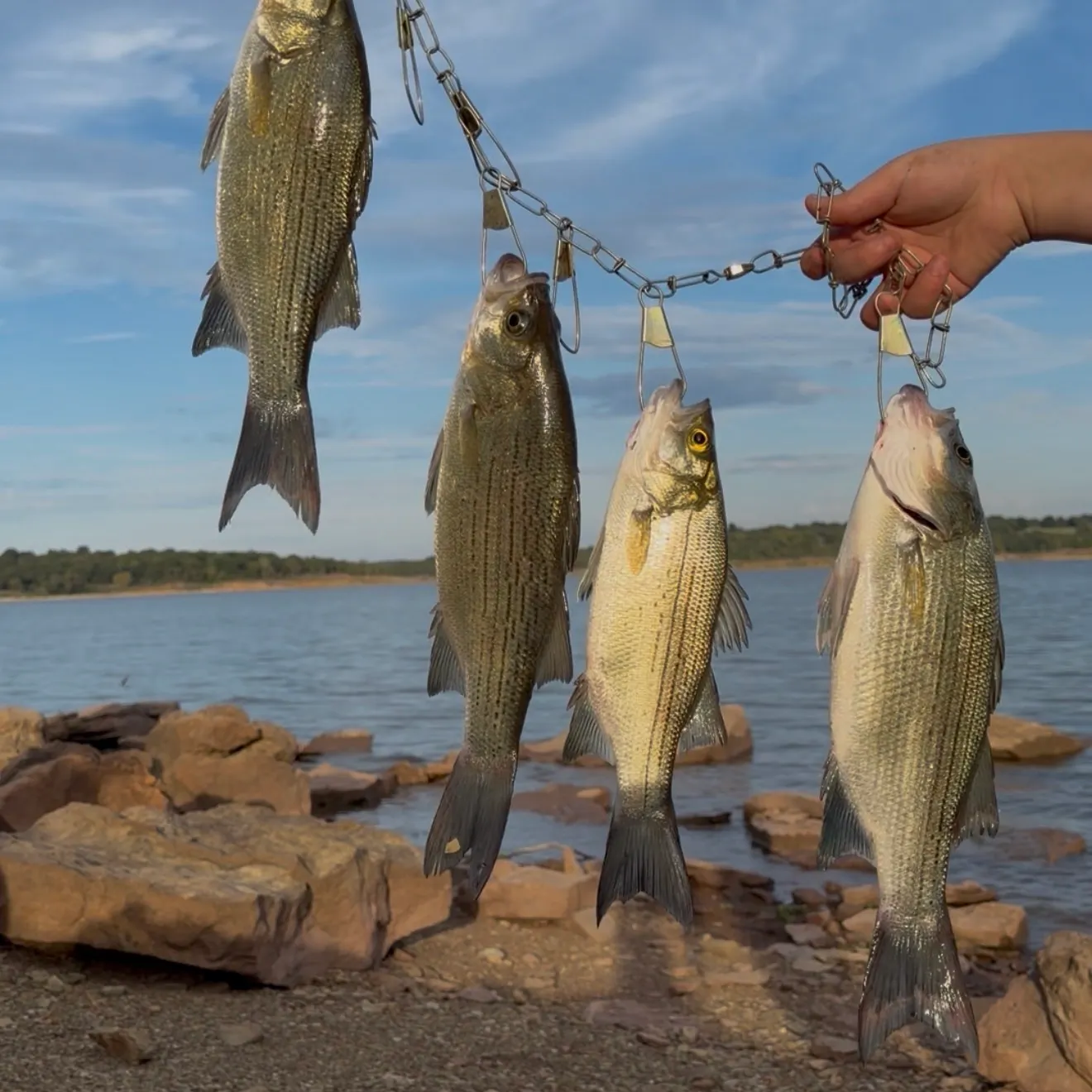 White bass caught on Fishbrain