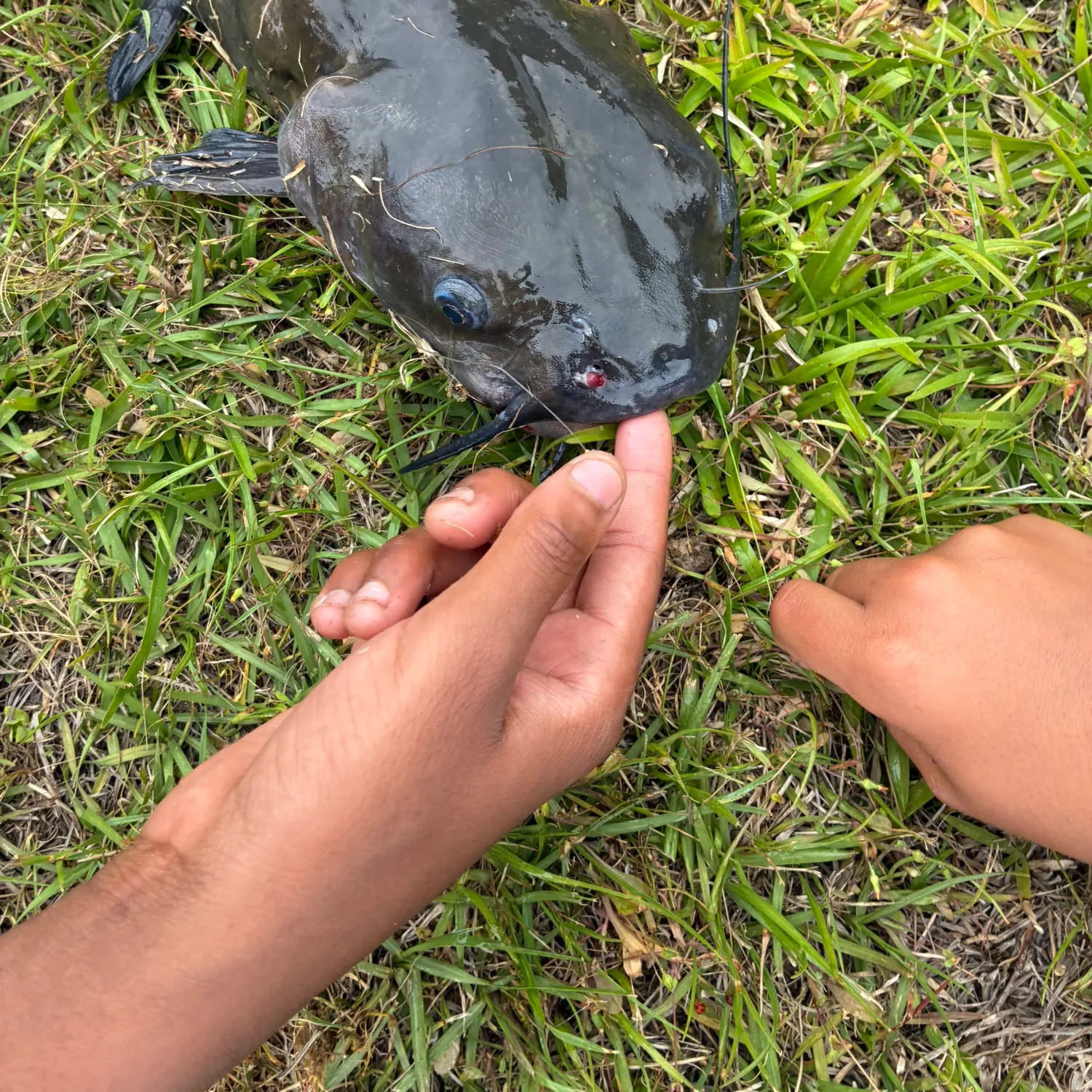 catch