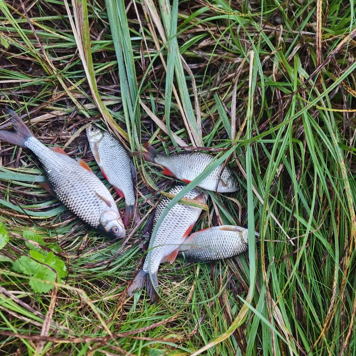 Fish caught on Fishbrain