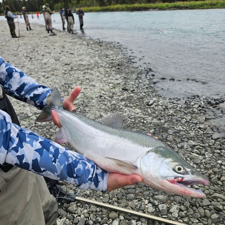 The most recent Sockeye salmon catches on Fishbrain