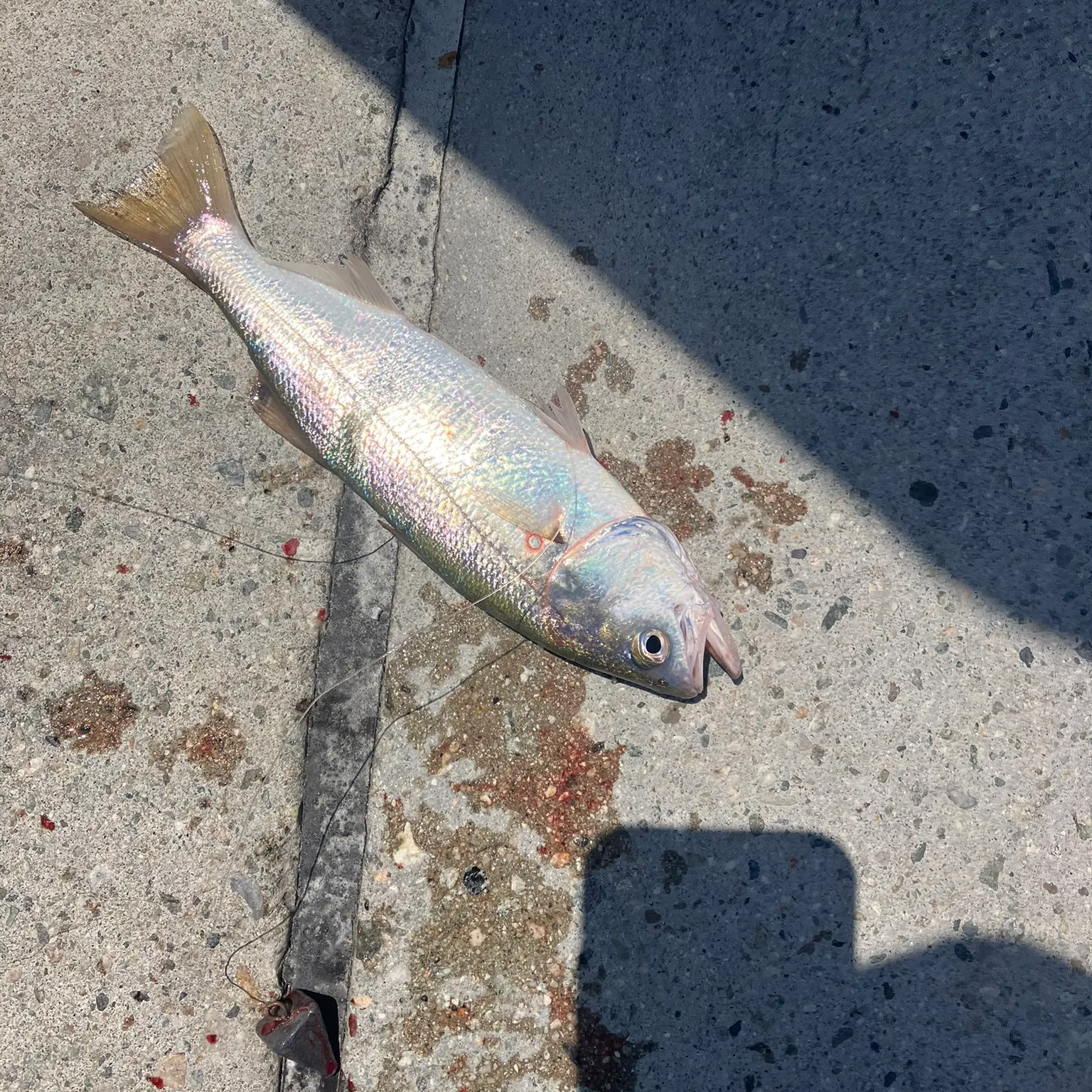 The most recent Queenfish catches on Fishbrain