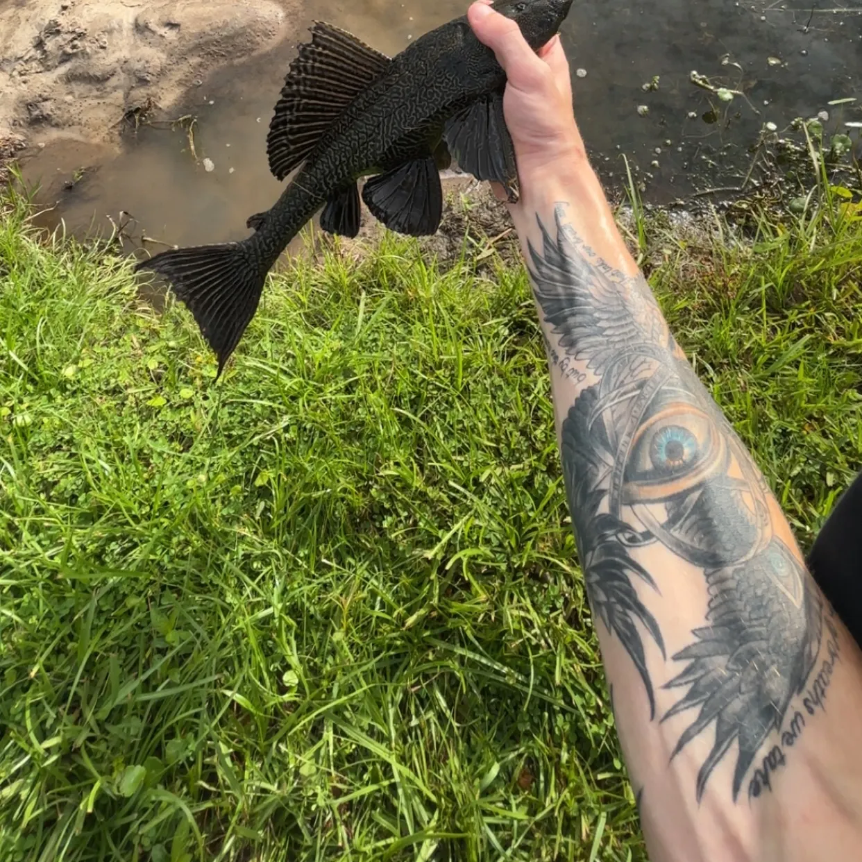 The most recent Suckermouth catfish catches on Fishbrain