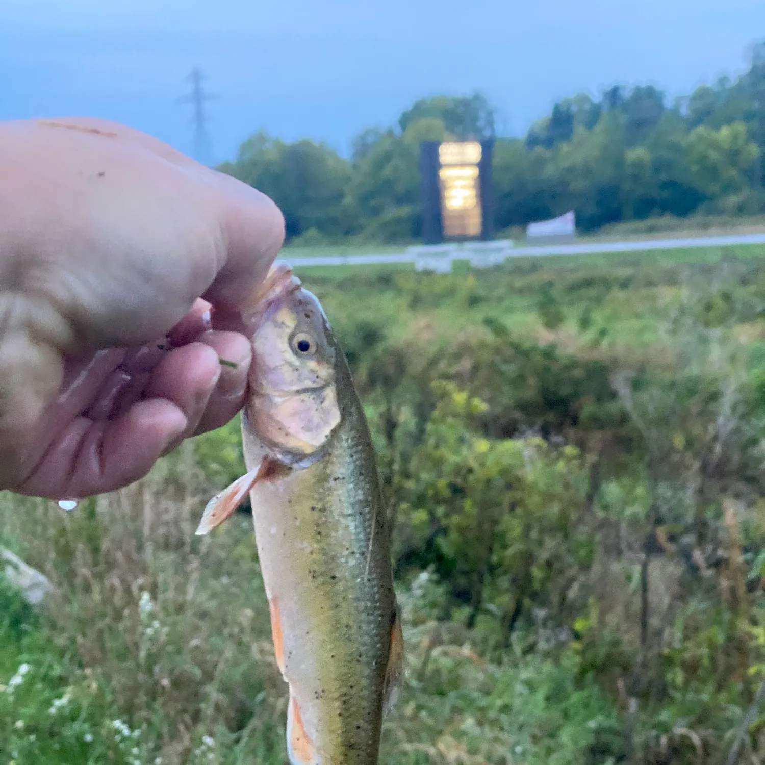 Creek chub caught on Fishbrain