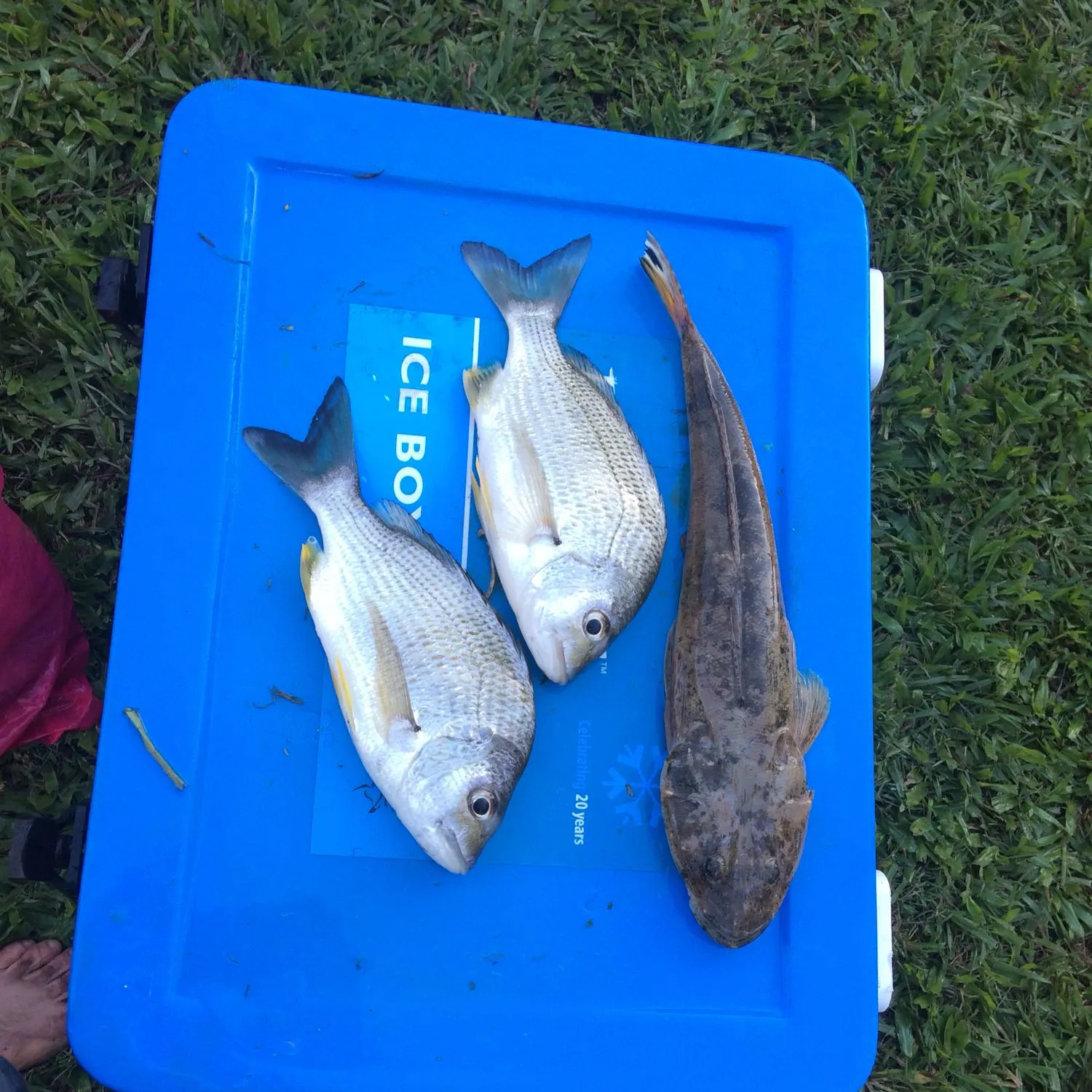 recently logged catches