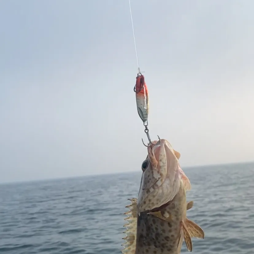 Orange-spotted grouper caught on Fishbrain