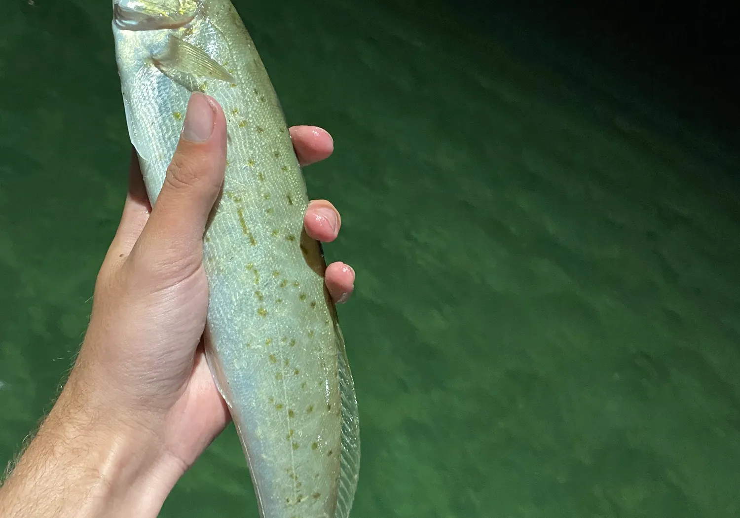 King George whiting