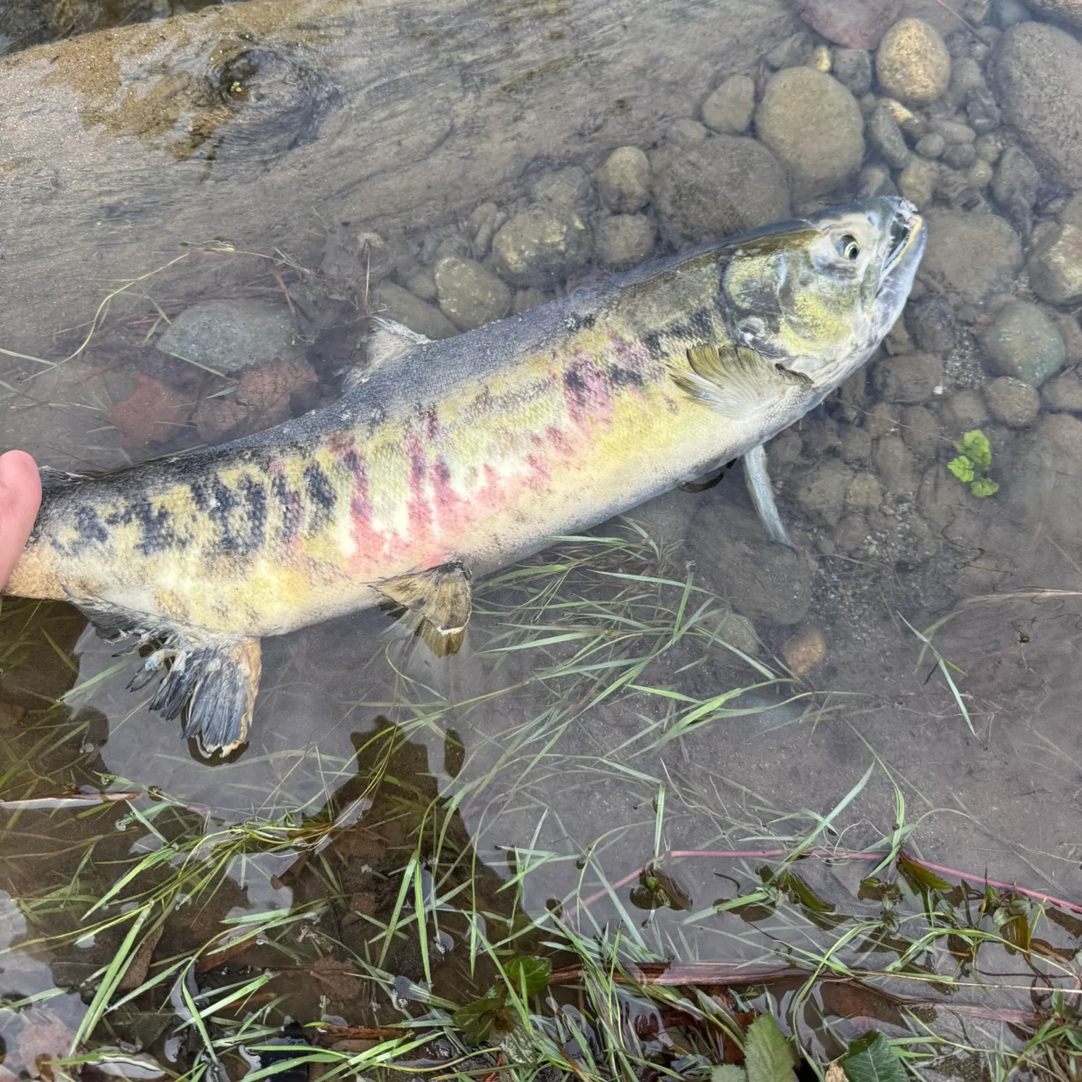 The most recent Chum salmon catches on Fishbrain