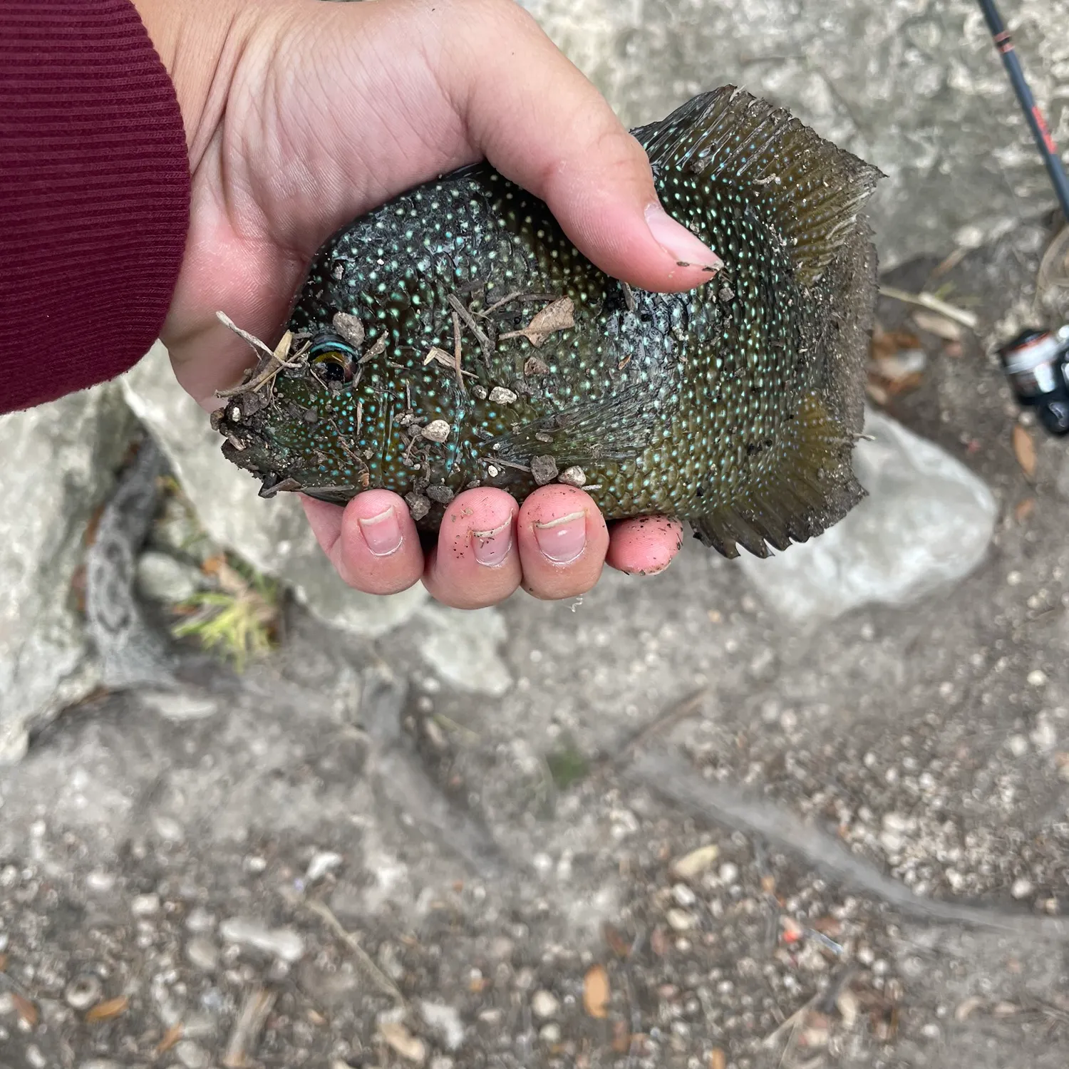 The most recent Rio Grande cichlid catches on Fishbrain