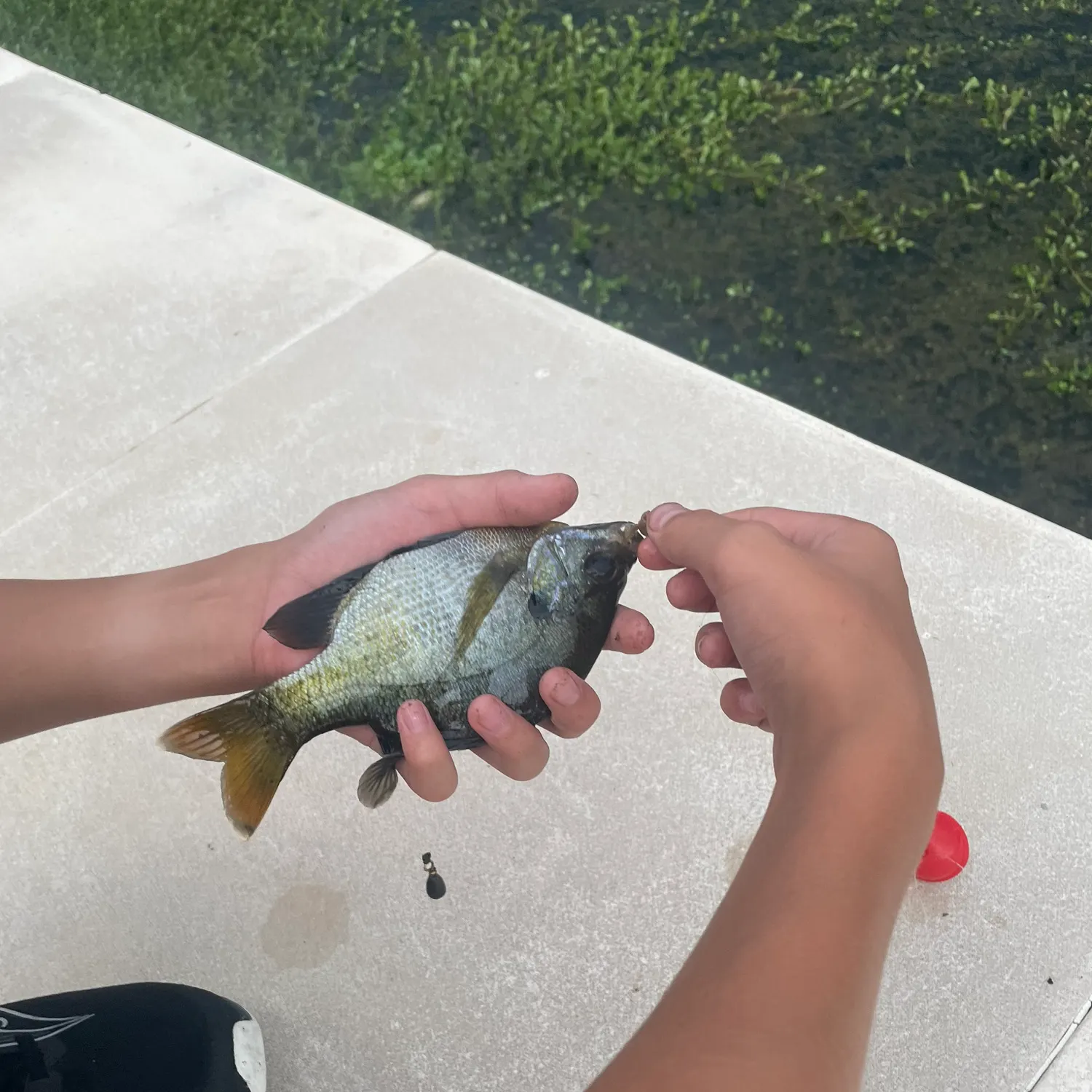 catch
