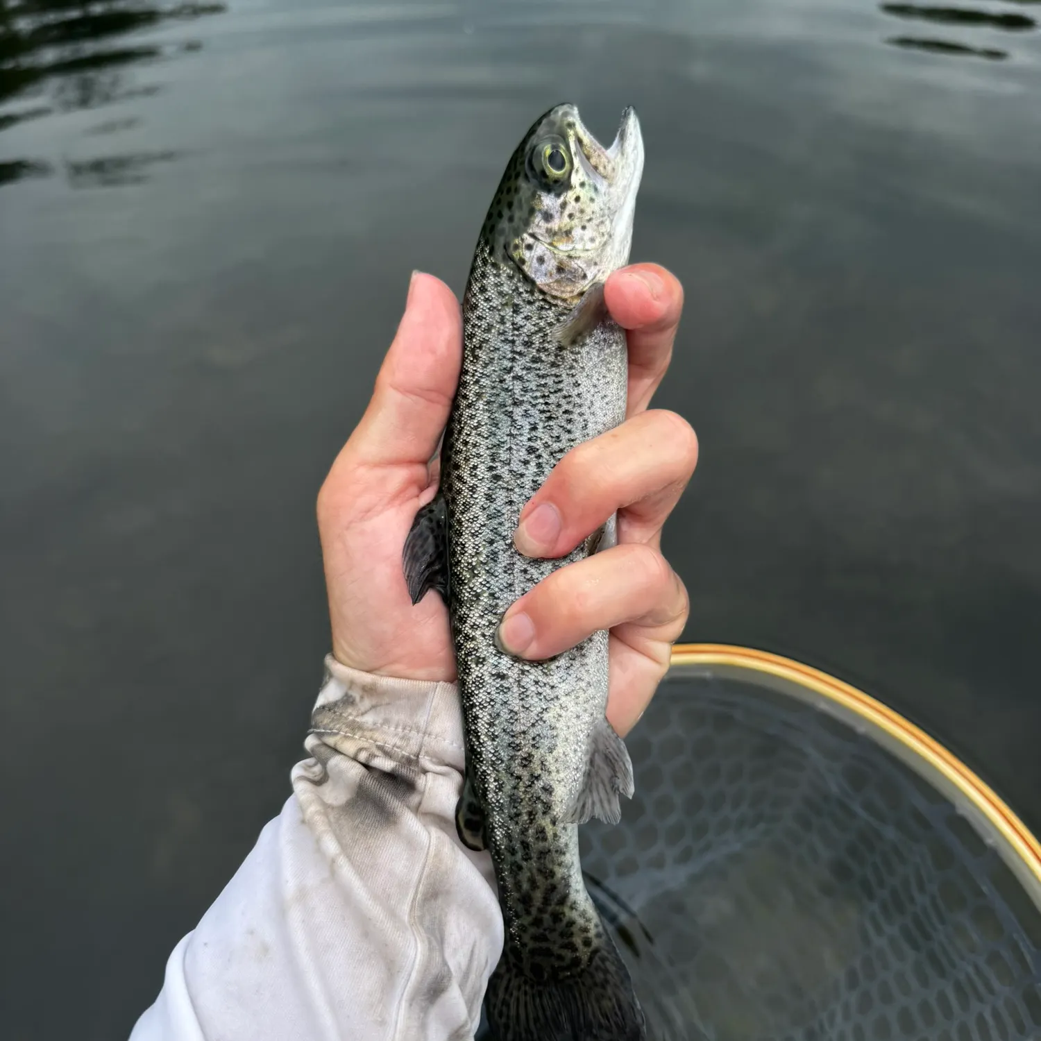 Rainbow trout caught on Fishbrain