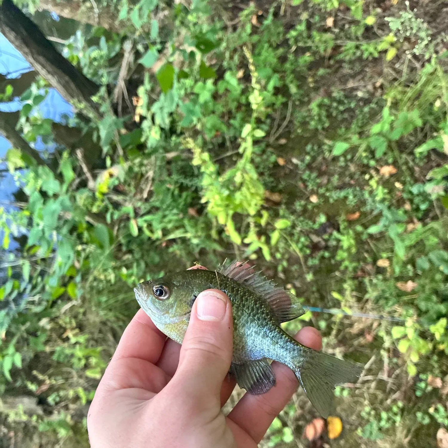Bluegill caught on Fishbrain