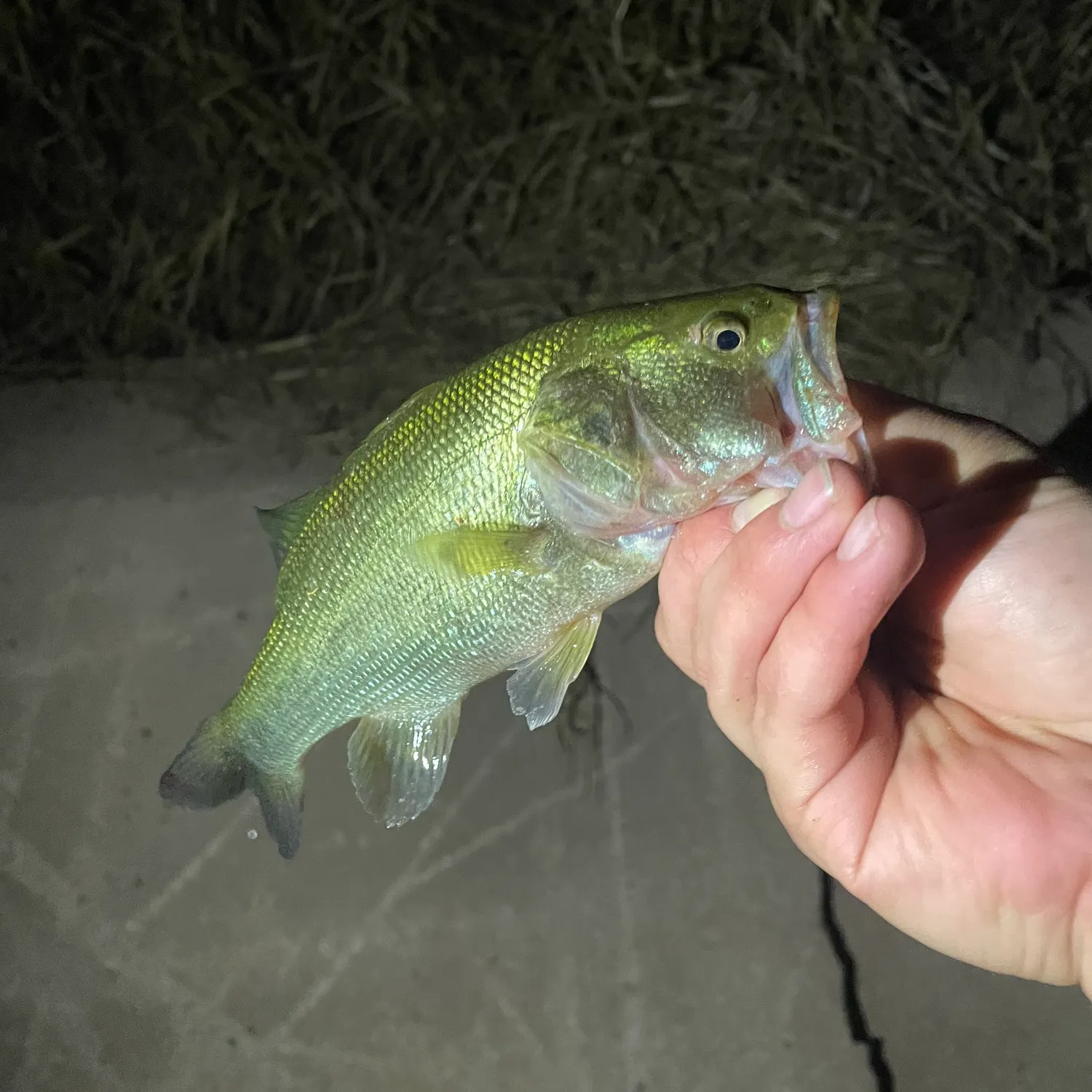 The most recent Largemouth bass catches on Fishbrain