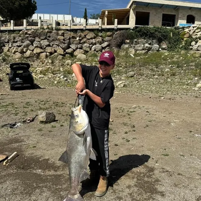 Silver carp caught on Fishbrain