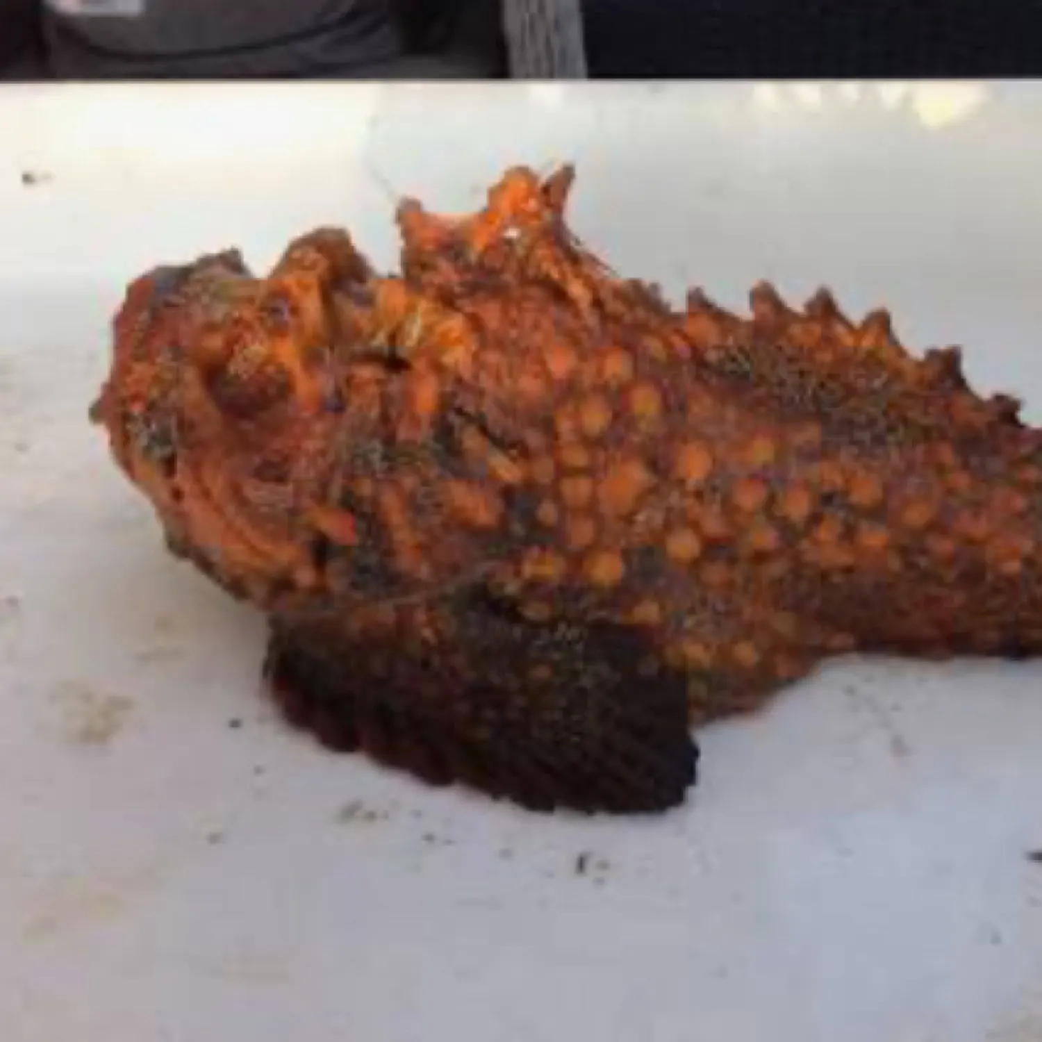 The most recent Stonefish catches on Fishbrain