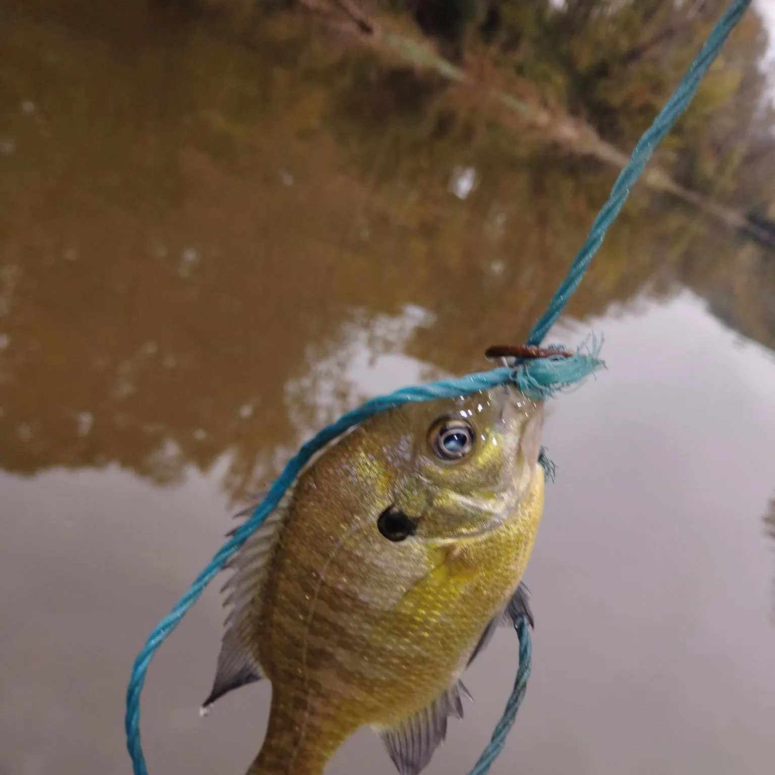 The most recent Bluegill catches on Fishbrain