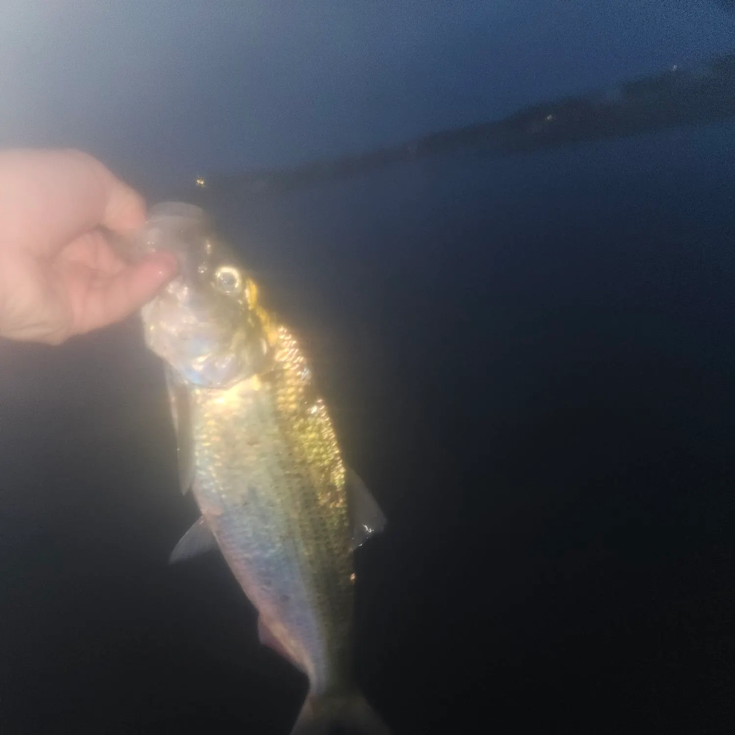 The most recent American shad catches on Fishbrain