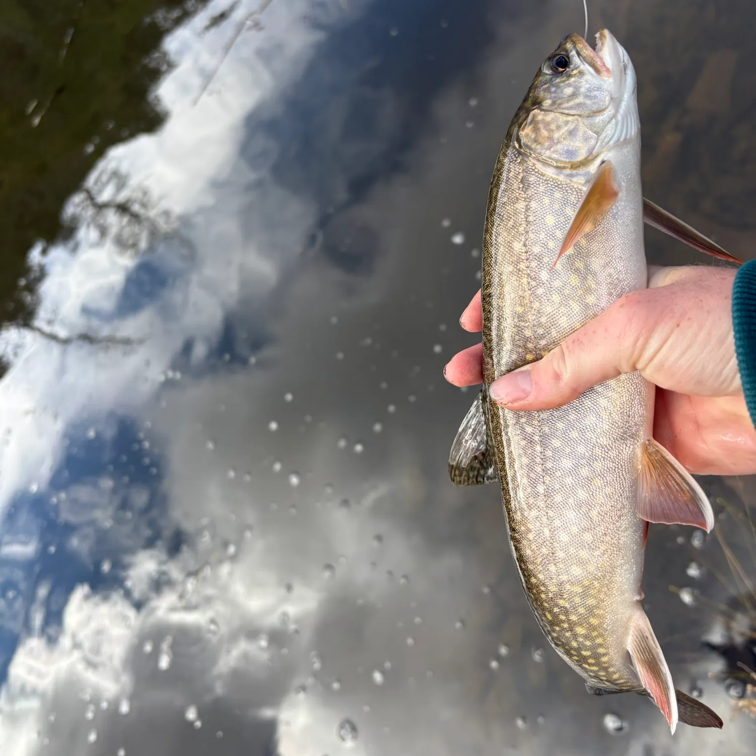 Splake caught on Fishbrain