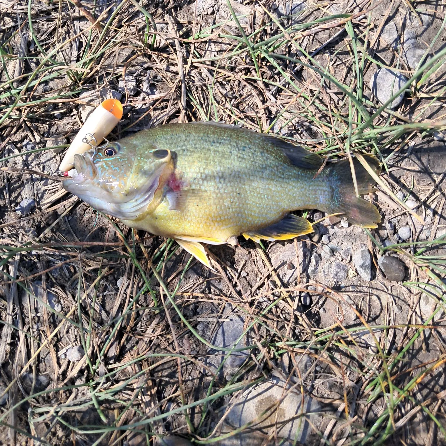 Green sunfish caught on Fishbrain