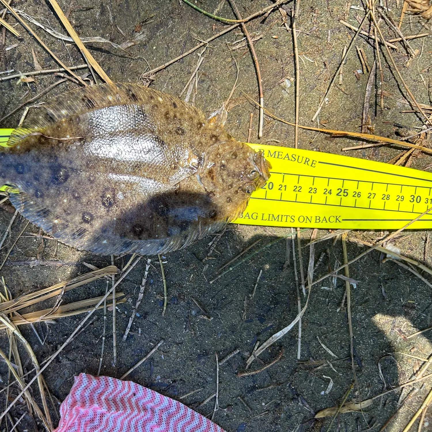 The most recent Black flounder catches on Fishbrain