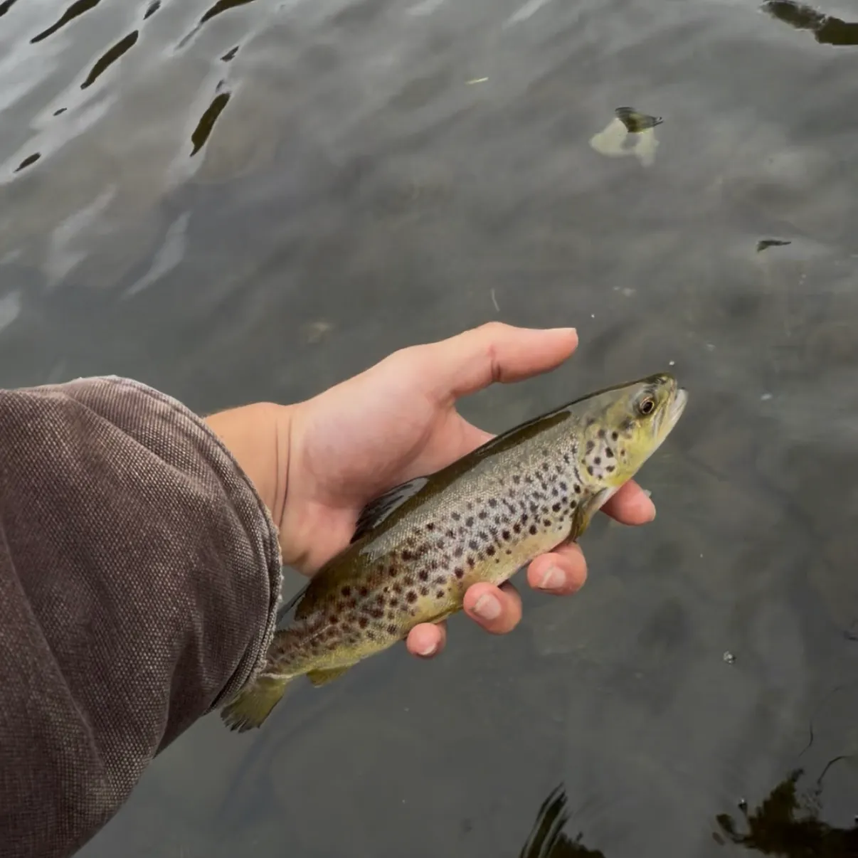 Brown trout caught on Fishbrain
