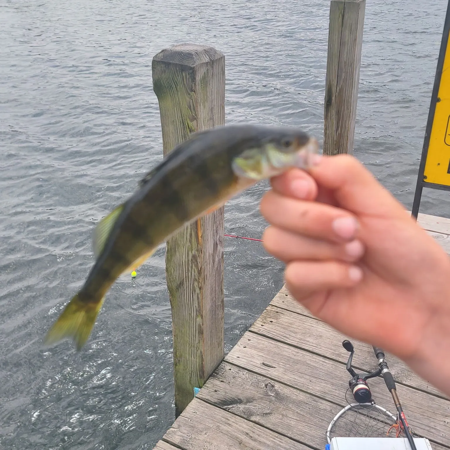 Yellow perch caught on Fishbrain
